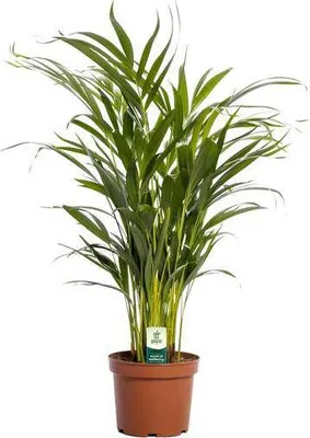 Produktbild von Goldfruchtpalme Dypsis Lutescens Ø17cm ↕65cm Luftreinigende Zimmerpalme