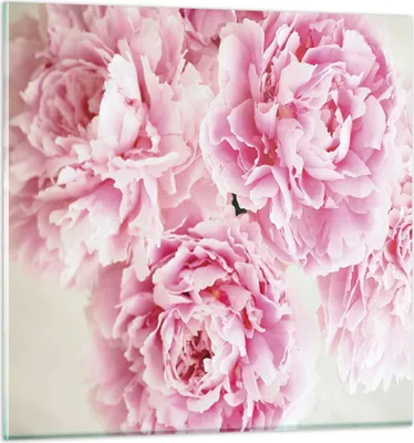 Produktbild von Bilder auf glas - Einteilig - Pfingstrosen Blumenstrauß Blumen - 70x70cm - Glasbilder - Wandbilder - Bilder - Wanddekoration aus Glas - Glas Bilder - Wandbild auf Glas - GAC70x70-4961