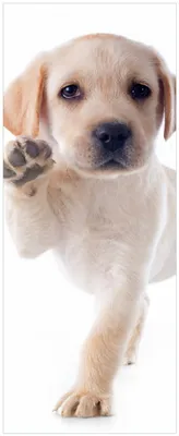 Produktbild von Wallario Memoboard Magnettafel aus Glas, Größe 32 x 80 cm, Motiv Süßer Labrador-Welpe sagt Hallo