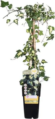 Zdjęcie produktu dla Gold - bluszcz - Hedera helix ‘Goldheart’ - srednica 15cm - wysokosc ok. 65cm