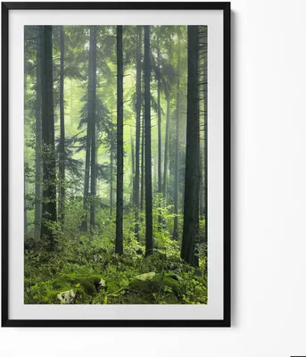 Produktbild von Baum- und Vegetationslandschaft des Waldes– Wandbild mit Rahmen – Gerahmtes Bild  – Wanddekoration – 70x100 cm –  Schwarz Rahmen