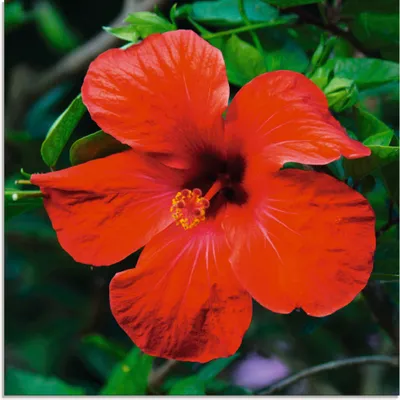 Produktbild von ARTland Glasbild Hawaiiblume Größe: 50x50 cm