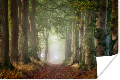 Produktbild von MuchoWow® Poster Wald - Weg - Bäume und Pflanzen - Nebel - Herbst - Laub 180x120 cm - Fotoplakat
