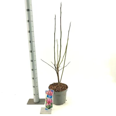 Obrázok produktu pre Magnólia 'Galaxy' – tulipánová magnólia | 60–80 cm v črepníku
