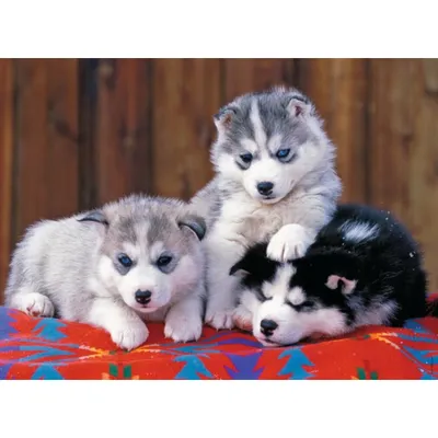 Produktbild von RAVENSBURGER Puzzle Welpen Husky XXL 200 Teile