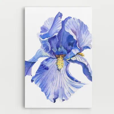 Produktbild von ARTHUB® Leinwandbild 50x70 cm, Purple Iris On White | Wohnzimmerdekoration, Hängende Bilder, Wanddekoration, Heimdekoration, Blumen, Iris