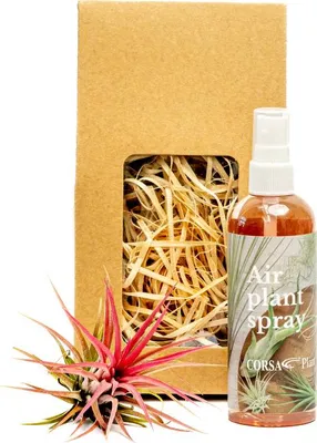 Obrázek produktu pro Gardners Set tillandsie Ionantha Red s hnojivem v dárkovém balení