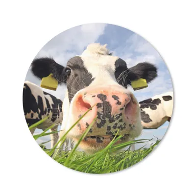 Produktbild von MuchoWow® Mauspad Mousepad Kuh - Bauernhof - Gras - Tiere 20x20 cm - Mousepads - Maus Mat - Pad - Mausunterlage - Schreibtischmatte