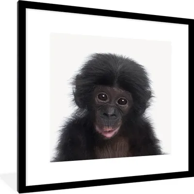 Produktbild von MuchoWow® Gerahmtes Poster Affe - Schimpanse - Porträt - Kinder - Jungen - Mädchen 40x40 cm - Poster mit Schwarzem Bilderrahmen Wandposter Rahmen Foto Bilder - Poster - Plakat im Rahmen