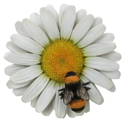 Produktbild von Hängende weiße Gänseblümchen/Biene - HGF-025