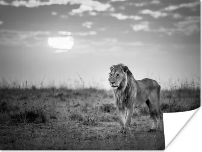 Produktbild von MuchoWow® Poster Löwe - Sonnenuntergang - Jagd 160x120 cm - Foto Plakat