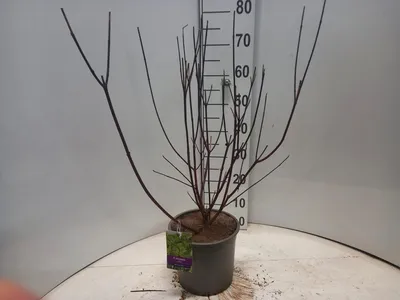 Obrázok produktu pre Cornus alba 'Kesselringii'  – svíb | 60–80 cm v črepníku