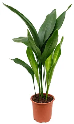 Obrázek produktu pro Gardners Aspidistra Elatior, průměr 17 cm