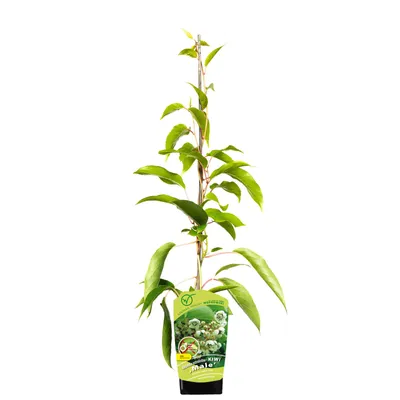 A potted kiwi plant with a label.