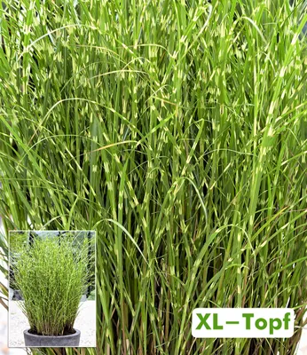 Produktbild von BALDUR Garten 1x Zebragras Miscanthus Strictus Dwarf im XL-Topf, Pflanze im 14 cm-Topf, auffällig gestreiftes Ziergras, für spannende Kontraste im Staudenbeet, winterhart & pflegeleicht
