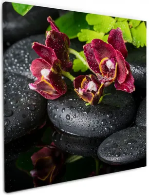 Produktbild von Wallario Premium Leinwandbild Dunkelrote Orchideen-Blüte auf schwarzen Steinen mit Regentropfen in Größe 50 x 50 cm