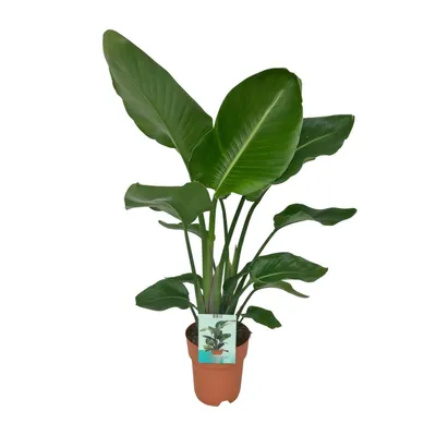 Produktbild von Strelitzia Nicolai Ø19Cm - ↕80Cm