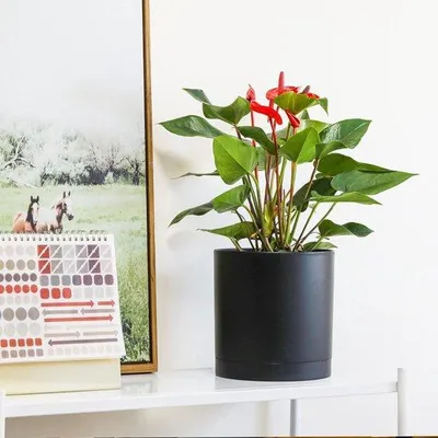 Produktbild von Famanu Kunststoff-Blumentopf Set von 4 - Runde Pflanzentöpfe mit Bewässerungssystem - Dekoration für Innen und Außen
