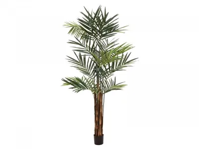 Zdjęcie produktu dla EUROPALMS Kentia palm, sztuczna roślina, 300 cm (82511369)
