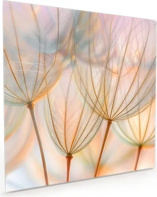 Produktbild von Küchenrückwand Spritzschutz Glas mit Motiv Pusteblumen Kunst 40 x 40 cm