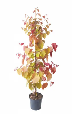 Produktbild von Cercis canadensis 'Eternal Flame' 160–170 cm – Farbenprächtiger kanadischer Judasbaum – winterharter Blütenbaum - pinke Blüten - mehrfarbiges Laub