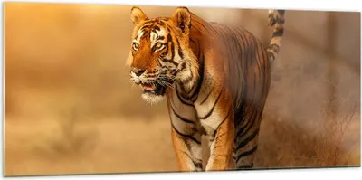 Produktbild von Bilder auf glas - tiger tier - 120x50cm - Glasbilder - Wandbilder - Bilder - Kunstdruck - zum Aufhängen bereit - Wanddekoration aus Glas - Glas Bilder - Wandbild auf Glas - Einteilig - GAB120x50-3946