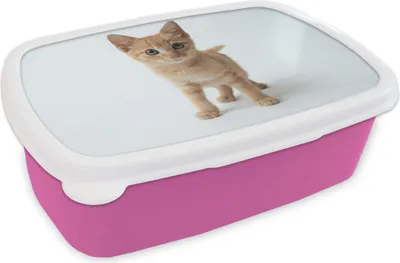 Produktbild von KitchenYeah® Lunchbox Brotzeit Brotdose 17x11 cm Katze - Rot - Kätzchen - Mädchen - Kinder - Kinder - Kind Kinder Brotzeitdose - Lunchpaket - Brotkasten  - Sandwich Box