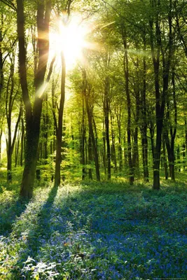 Obrázok produktu pre MB 4 Lesy Východ slnka Bluebell Wood