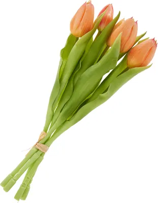 Produktbild von Tulpen Bund mit 3 Blüten und 2 Knospen, L ca. 31 cm Salmon