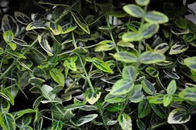 Imagen del producto de Euonymus fortunei 'Emerald 'n Gold' - Arbusto de hojas perennes, 20-30 cm, en maceta
