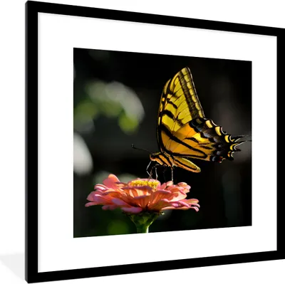 Produktbild von MuchoWow® Gerahmtes Poster Schmetterling - Botanisch - Blume 40x40 cm - Poster mit Schwarzem Bilderrahmen Wandposter Rahmen Foto Bilder - Poster - Plakat im Rahmen