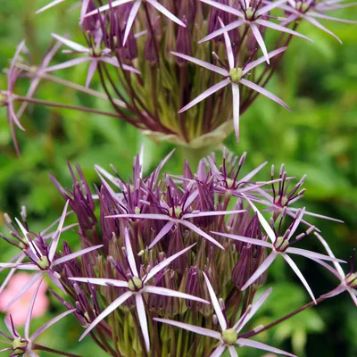 Produktbild von Allium Zwiebeln Winterhart Mehrjährig - Christophii - 5 Blumenzwiebeln - Allium Giganteum Zwiebeln - Duftende Pflanzen aus Holland für Garten, Topf (große Knollen, kein Samen, nicht künstlich)