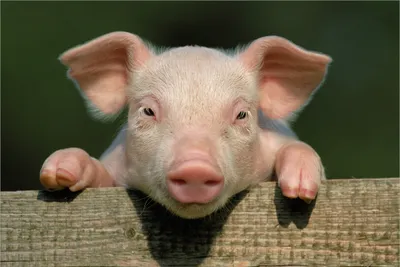 Produktbild von Wallario Premium Vliestapete Fototapete Süßes Ferkel auf dem Bauernhof in Nahaufnahme in der Größe 400 x 267 cm, extra dick, wird in 5 Teilen geliefert