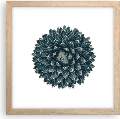 Produktbild von Gerahmtes Poster - Rahmen in heller Eiche - Agave Königin Victoria - 30x30 cm - Wand Bild - Wanddeko - Wandbilder - Wandposter - Bilderrahmen - Bilder - Kunstdruck - Wandbild - P2NAC30x30-4129