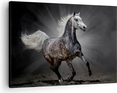 Produktbild von Bild auf Leinwand - Leinwandbild - Pferd Tier Natur - 70x50cm - Wand Bild - Wanddeko - Wandbilder - Leinwanddruck - Bilder - Kunstdruck - Wanddekoration - Leinwand bilder - Wandkunst - AA70x50-3593