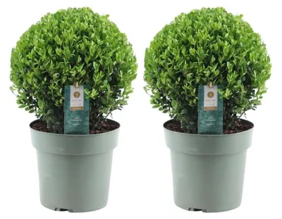 Produktbild von Plants by Frank | Echte Stechpalme Kugel XL | Ilex Crenata 'Jenny' | Set von 2 Stück | Buchsbaum Ersatz | Ilex | Gartenpflanzen | Buchsbaum