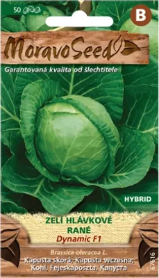 Immagine prodotto di Cavolo precoce DYNAMIC F1 - ibrido, per la conservazione 67616