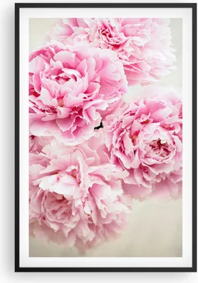 Produktbild von Gerahmtes Poster - Schwarzer Rahmen - Pfingstrosen Blumenstrauß Blumen - 61x91,5 cm - Wand Bild - Wanddeko - Wandbilder - Kunstposter - Wandposter - Bilderrahmen - Bilder - Kunstdruck P2BPA61x91-4961
