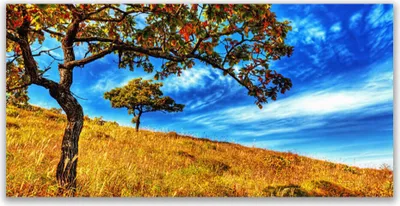 Produktbild von Tulup Leinwand-Bilder 120x60 Wandbild Canvas Kunstdruck Wiese Bäume Natur