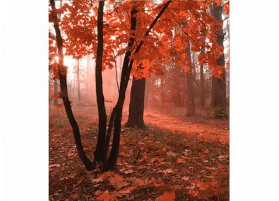 Produktbild von Fototapete - Misty Forest 225x250cm - Vliestapete