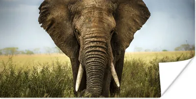 Produktbild von MuchoWow® Poster Elefant - Natur - Gras - Tiere - Landschaft 120x60 cm - Bild