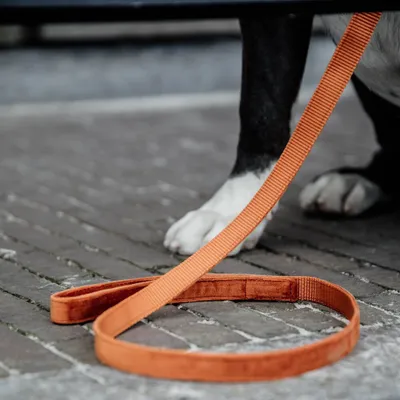 Obrázok produktu pre Kentucky Dogwear Zamatové vodítko pre psov 1,2 m