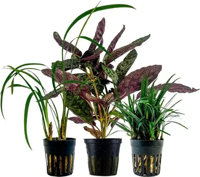 Produktbild von Pflanzen Set mit 3 lebenden Terrarienpflanzen Paludariumpflanzen AquaOne Nr.274