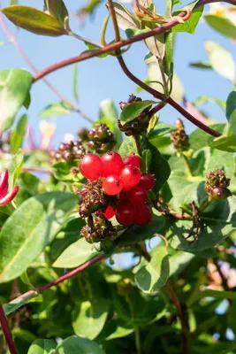 Produktbild von Wald - Geißblatt Lonicera periclymenum 'Serotina' Gartenpflanze Ø15cm Ø65cm