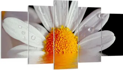 Produktbild von Bild auf Leinwand - Leinwandbild - Kraut Kamille Blume Wasser - 160x85cm - Wand Bild - Wanddeko - Leinwanddruck - Bilder - Kunstdruck - Wanddekoration - Leinwand bilder - Wandkunst - EA160x85-2282