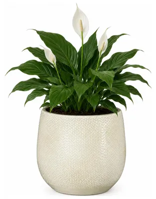 Produktbild von Mica Decorations Pflanzentopf - Keramik - weiss glanzend / gerippt - D13 x H14 cm - Blumentopf Porto