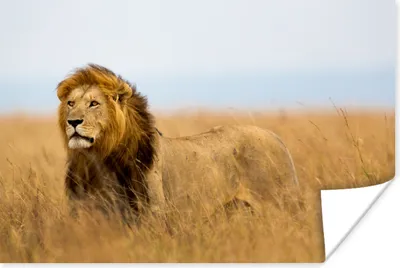 Produktbild von MuchoWow® Poster Löwen - Gras - Afrika 180x120 cm - Fotoplakat