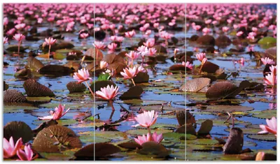 Produktbild von Wallario Herdabdeckplatte aus Glas, Größe 90 x 52 cm 3-teilig, Motiv Seerosenlandschaft mit rosa Blüten