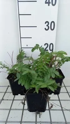 Immagine prodotto di 6 x Sanguisorba tenuif. 'Alba' - Pimpinelle - vaso 9 x 9 cm