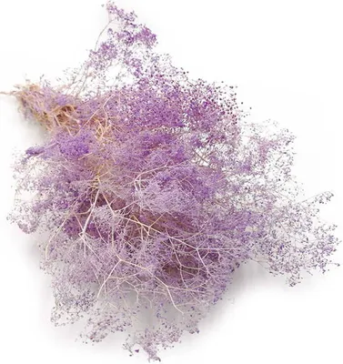 Produktbild von Kleines Shleierkraut Stabilisiertes - (Gypsophila) - Lavendel